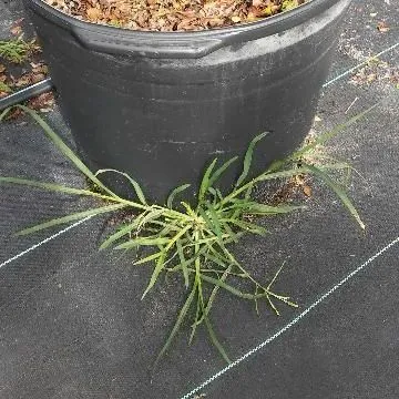 thumbnail for publication: Biology and Management of Goosegrass (Eleusine indica (L.) Gaertn.) in Ornamental Plant Production